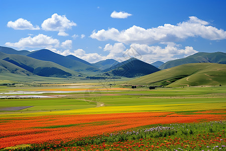 山野中的植物图片