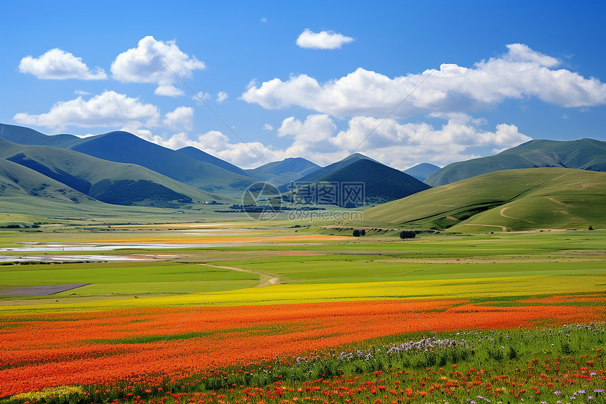 山野中的植物图片