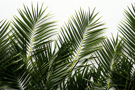户外高雅的棕榈树叶图片