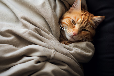 可爱小猫盖在毯子里图片
