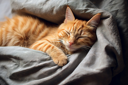 橘猫睡在床上高清图片