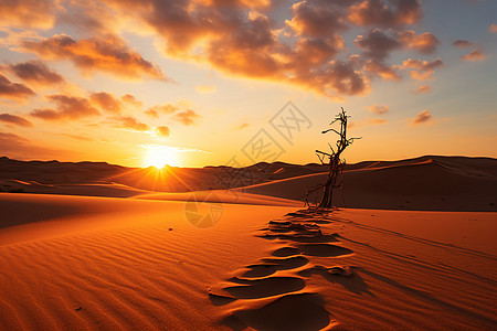 黄昏沙漠中的孤独树图片