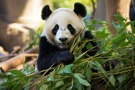 一只大熊猫坐在绿叶丛中图片