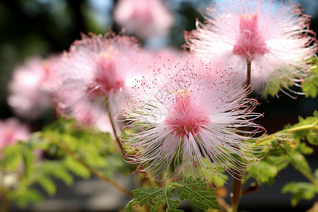 柔美的粉色花朵图片