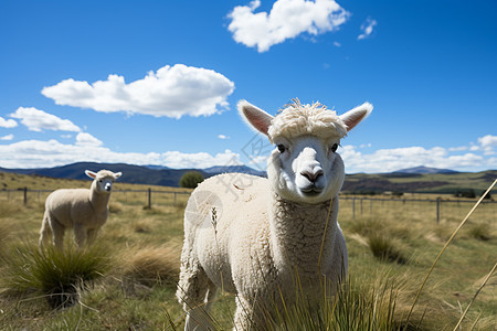 农村饲养的羊驼背景图片