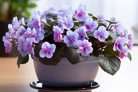 紫罗兰盆栽图片