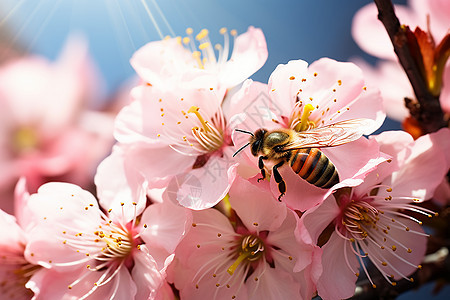 蜜蜂吮吸花蜜图片