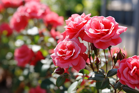 玫瑰花园中的玫瑰图片