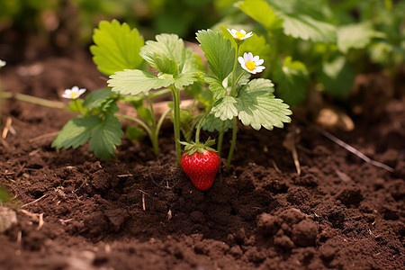 草地上的草莓小植株图片