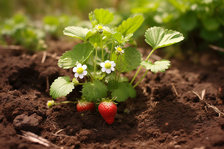 草地上生长的草莓图片