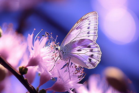 花朵上的动物蝴蝶图片