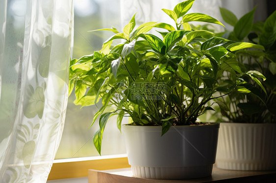 窗台上的花盆植物图片