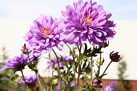 绽放的紫色菊花图片