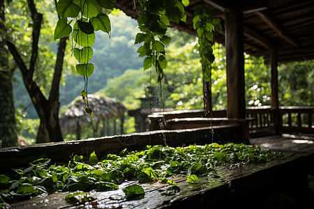 山顶棚屋上的植物图片