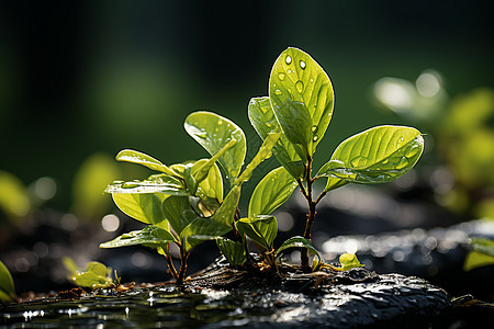 春雨滋润下的小植物图片