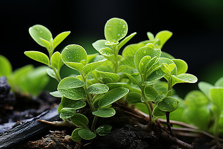 植物上的水滴图片