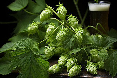 绿色的啤酒花背景图片