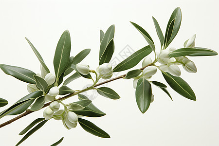 橄榄枝上的白花背景图片