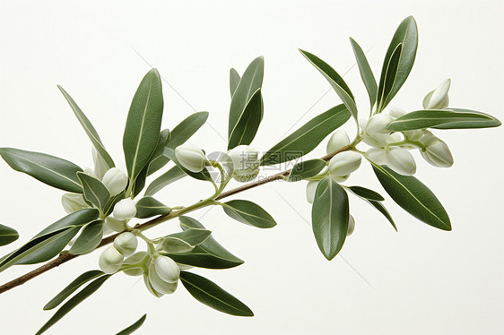 橄榄枝上的白花图片