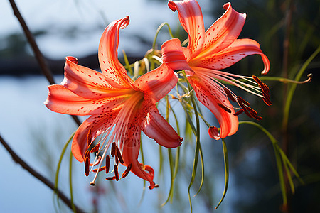 清香自然的百合花朵图片