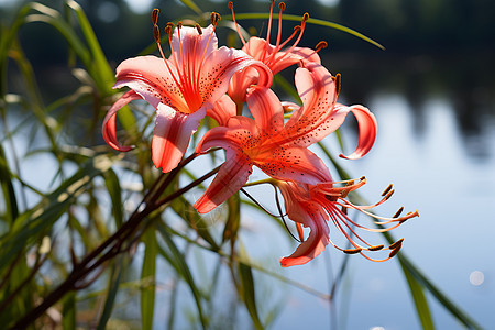 夏季湖畔绽放的百合花朵图片