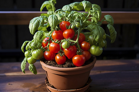 清新绿意的番茄种植盆栽图片
