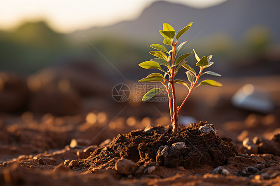 小植物的生长图片