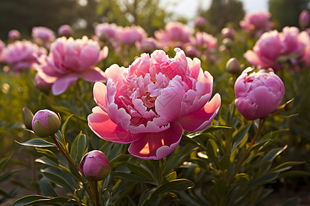 花园中绽放的美丽花朵图片