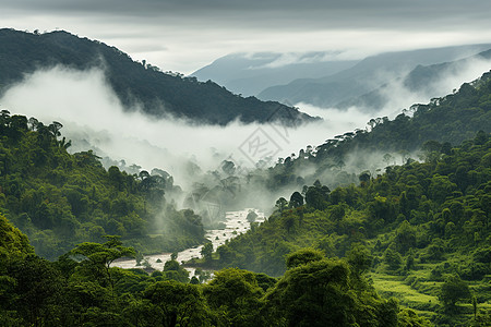 仙境之旅雨林薄雾高清图片