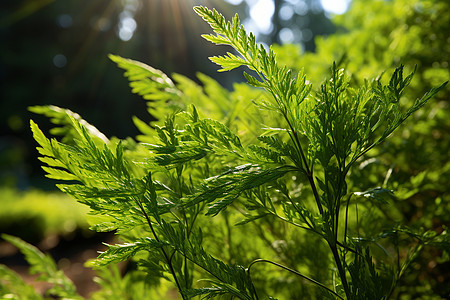 花园里的小草图片