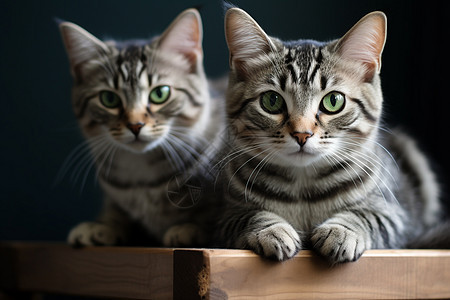 两只猫在桌子上坐着图片