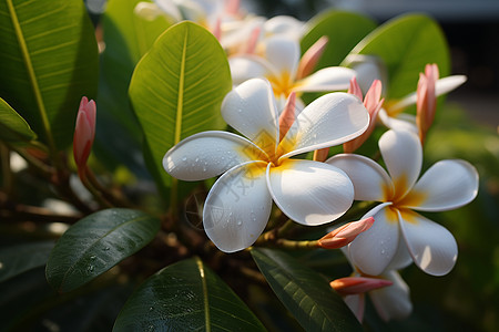 花香四溢的鲜花背景图片