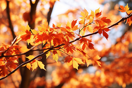 橙色叶子的树图片