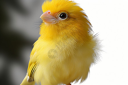 可爱的黄色鸟图片
