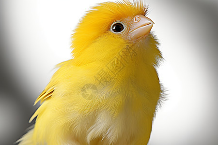 一只黄色小鸟图片