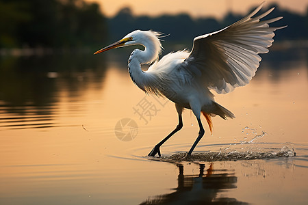 日落下水面的白鸟图片