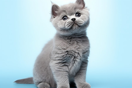 可爱的小灰猫图片