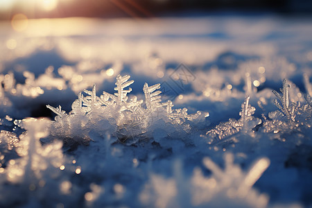 结冰的冬日雪花图片