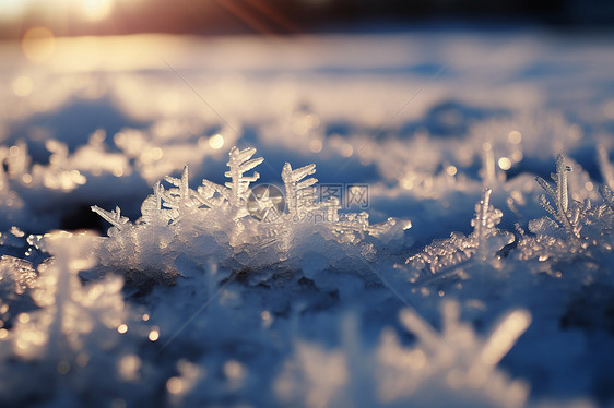 结冰的冬日雪花图片