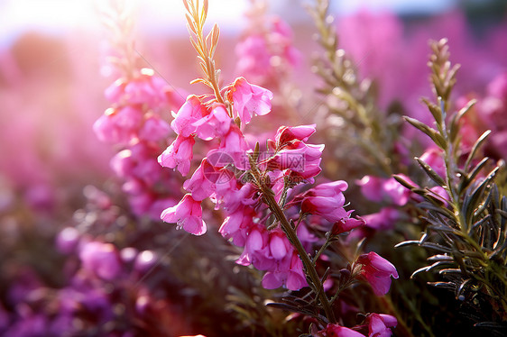 美丽的丁香花图片