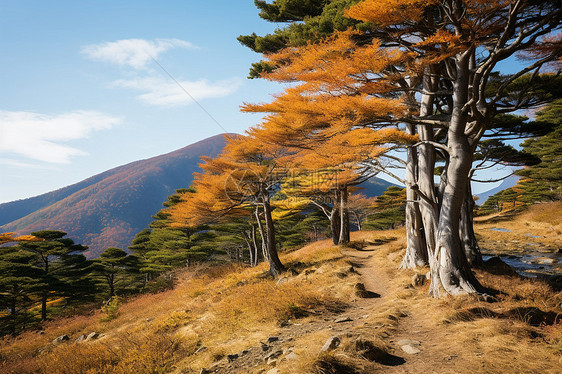 户外山坡上美观的树木图片