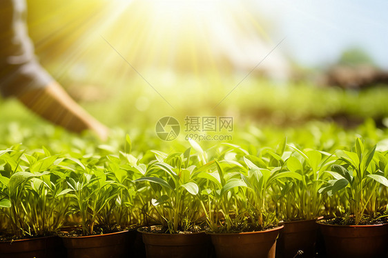 花盆中生长的植物图片