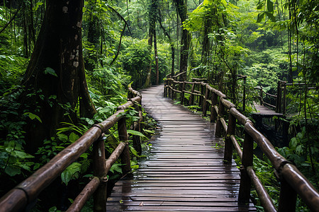 森林中的行走木桥图片