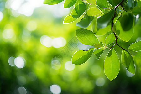 树枝上茂盛的树叶图片