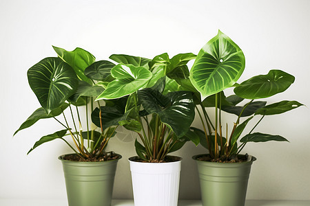 三盆新鲜的绿色植物图片