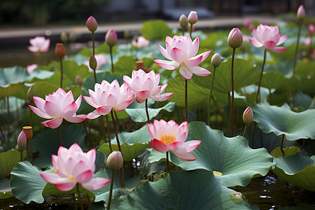 水里有一大片粉色莲花图片