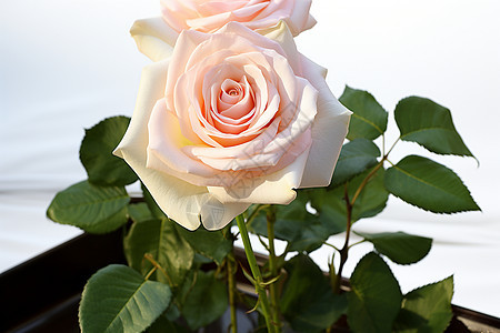 一枝粉色玫瑰图片