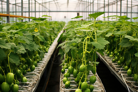 温室培养的西瓜背景图片