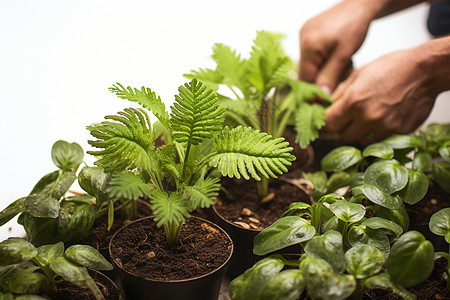 种植植物图片