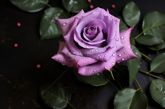 玫瑰上的水滴图片